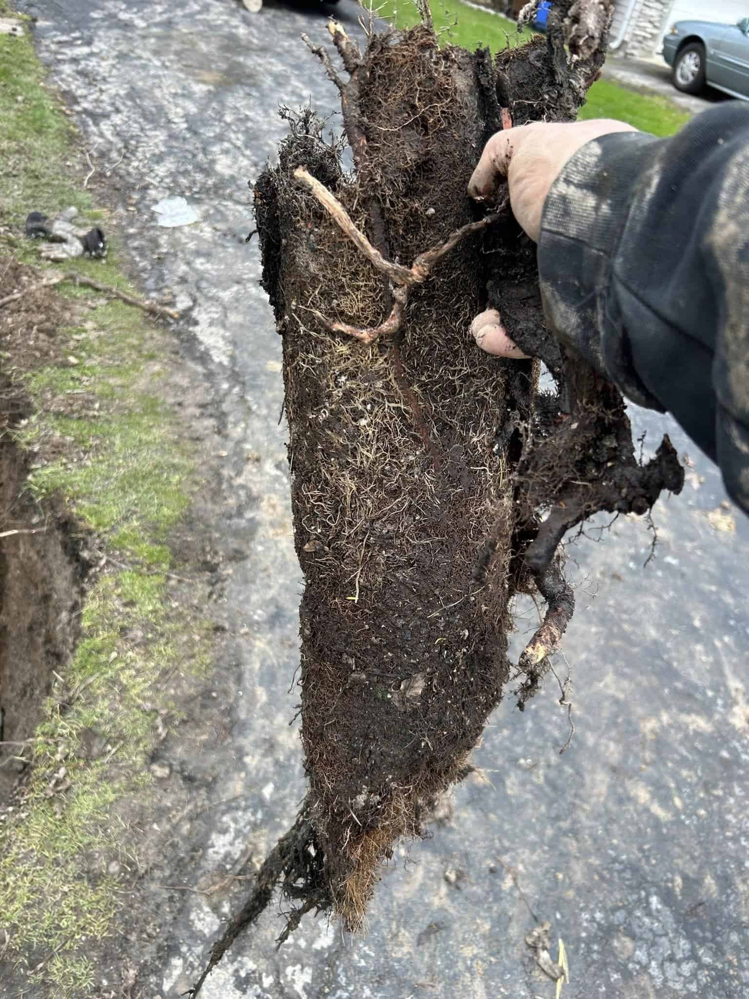 A Thompson Trenchless and Hydro Jetting worker shows removed roots after pipe repair, proving a successful solution.