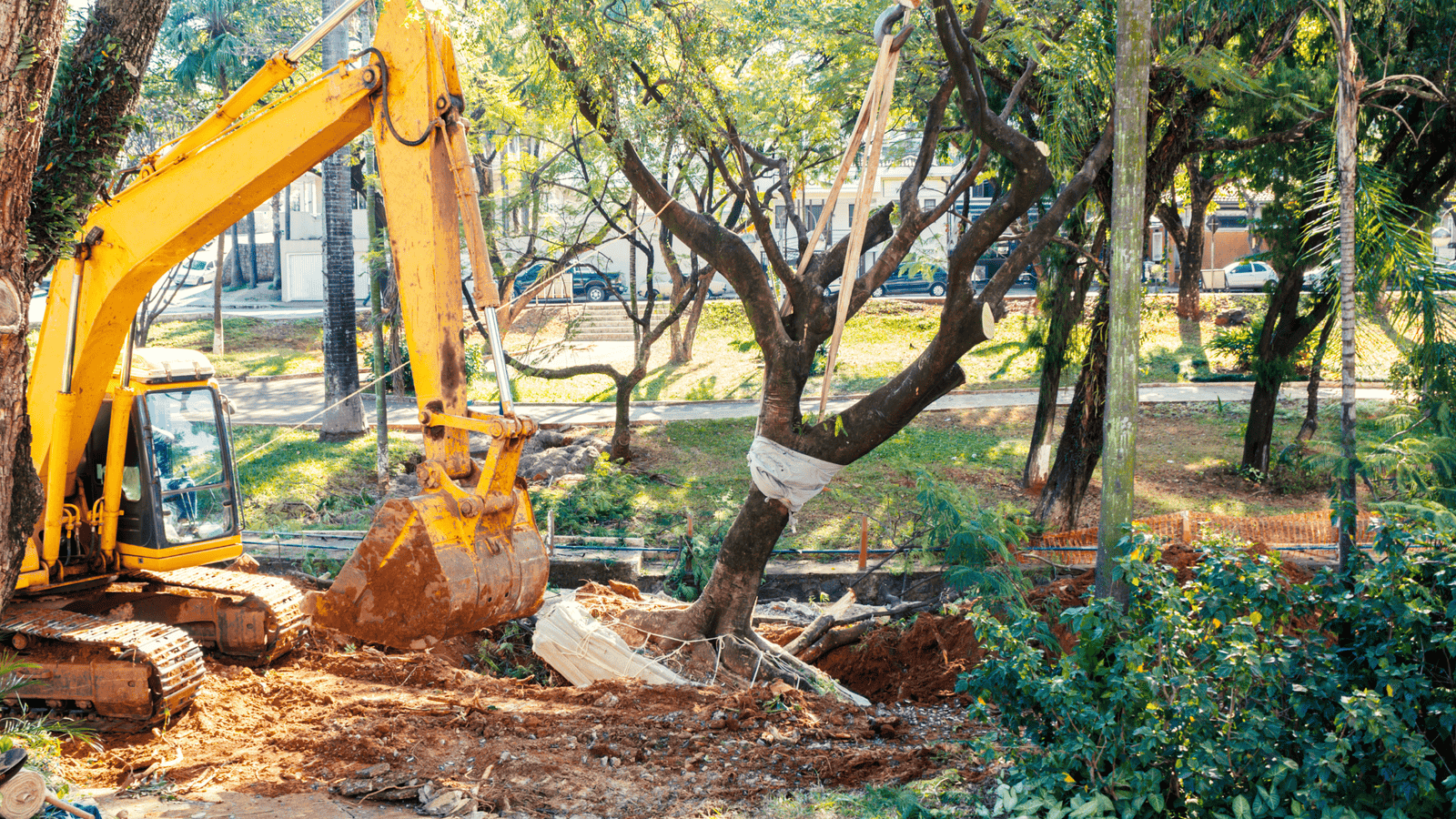 Thompson Trenchless and Hydro Jetting moves a tree and repairs pipes at a job site near buildings and parked cars.