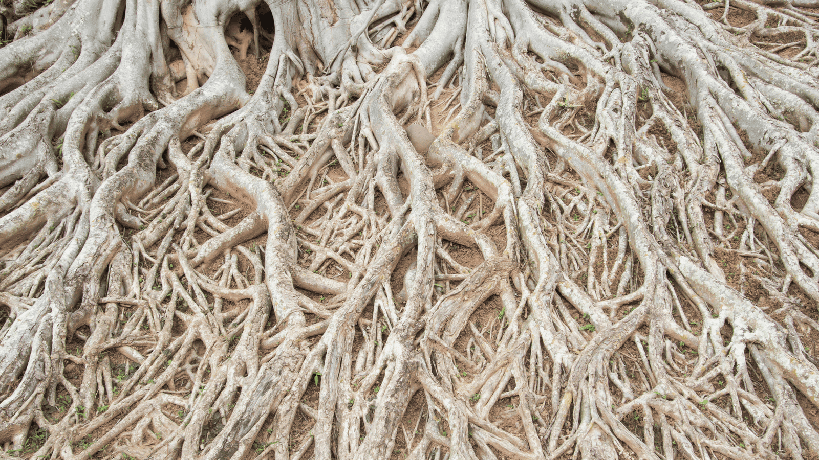 Tree roots are shown causing sewer line problems, something Thompson Trenchless and Hydro Jetting helps to fix.