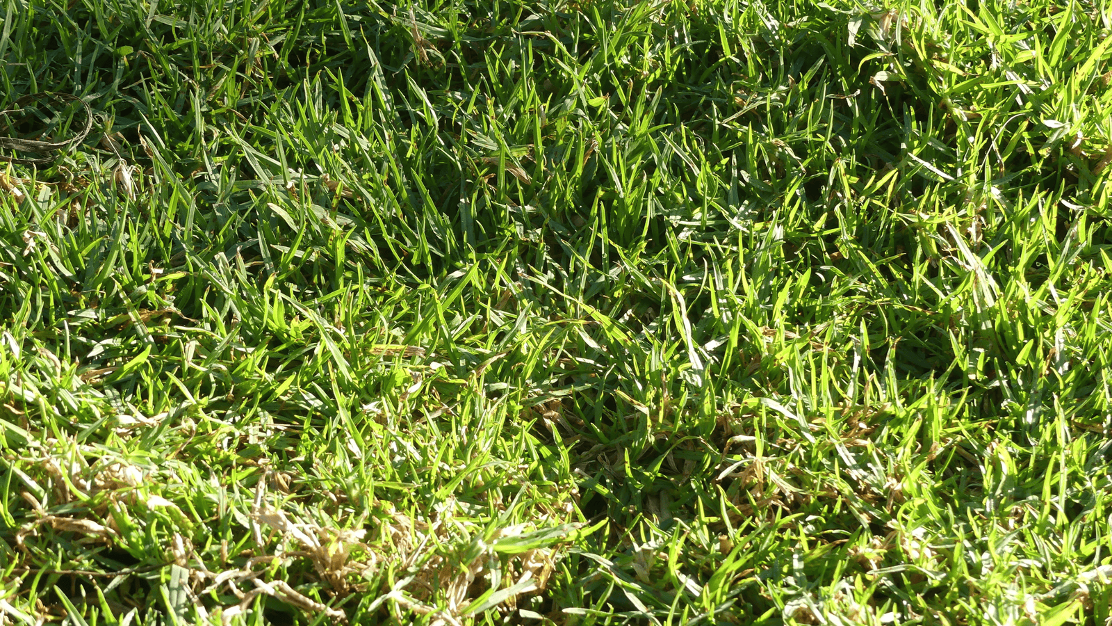 A healthy yard with some brown spots, showing the results after Thompson Trenchless and Hydro Jetting pipe repairs.