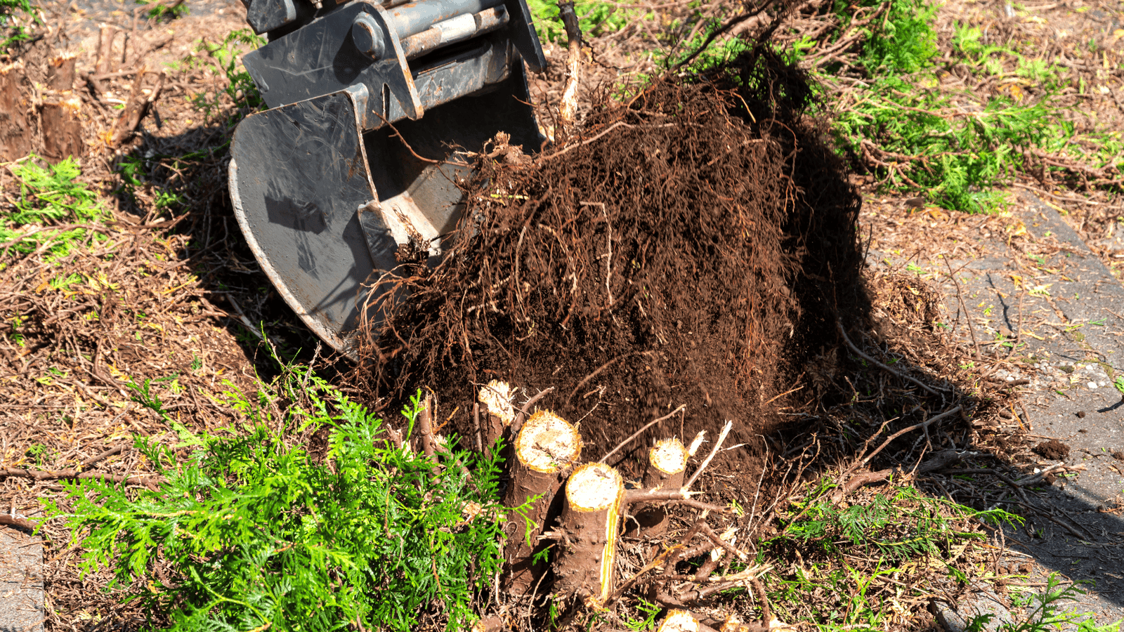 Site clearing by Thompson Trenchless and Hydro Jetting before pipe repair, showing how land is prepared for their services.