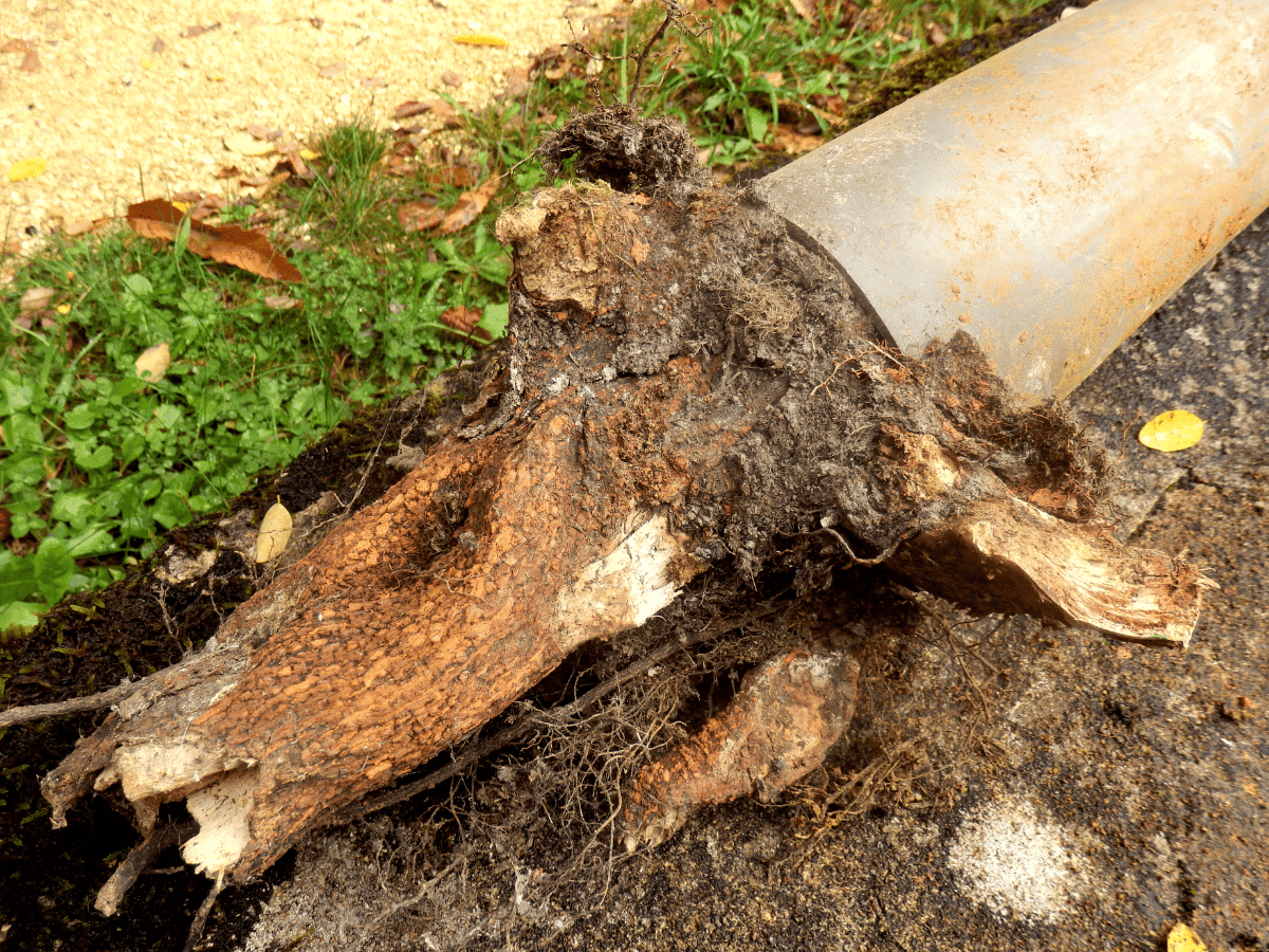 Tree roots broke a pipe underground—damage like this may need Thompson Trenchless and Hydro Jetting to repair.